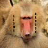 slomobaboon